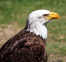 Weißkopfseeadler