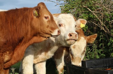 Cattle at drinking trough on farmland in rural Ireland during summertime