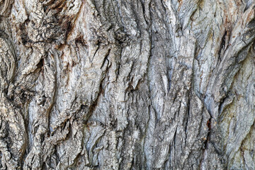 Tree Bark Texture Close Up. Texture is Useful as Background Image or as Overlay Image to Blend and to Extract Texture Only. 