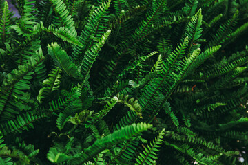 Fototapeta na wymiar Fern leaf or green leaf in dark forest tone. for nature background textured.