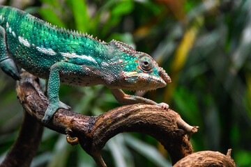 Naklejka na ściany i meble Green chameleon on a branch with blurred background