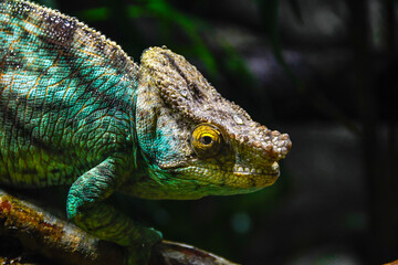 Green chameleon on a branch with blurred background