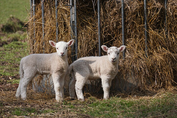 Two identical lambs standing by a hay hopper looking towards the camera