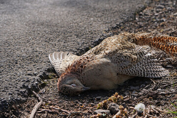 A juvenile common buzzard lying dead by the side of a road after being hit by a car