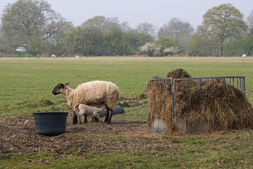A mother sheep feeding her two lambs in a field in England, UK