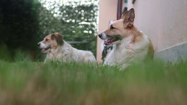 due cani si rilassano in giardino in un giorno d'estate