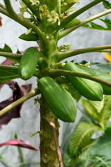 Papaya tree with green fruits