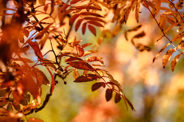 yellowed Rowan leaves