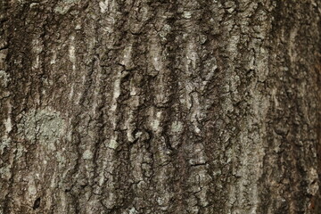 the texture of a tree trunk