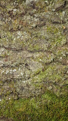 Bark texture, green and brown background