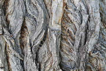 Tree Bark Texture Close Up. Texture is Useful as Background Image or as Overlay Image to Blend and to Extract Texture Only. 