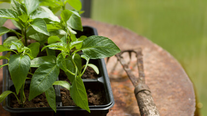 Fresh pepper vegetable sprouts in the garden with old garden tools