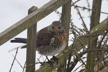 A Fieldfare, Turdis pilaris, visiting a UK garden in winter with snow lying on the ground