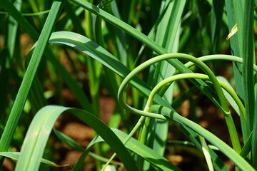 Green garlic scape growing in the garden