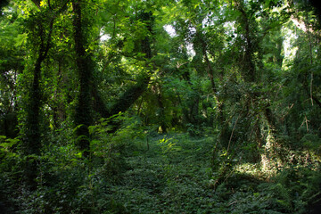 Bosque Verde
