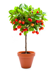 Rote Kirschen am Kirschenbaum als Dekoration