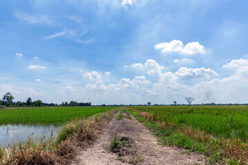 Walkway of rice paddies between rice paddies and paddy fields. The background mountain and bright blue sky with white clouds. country road in green rice field.