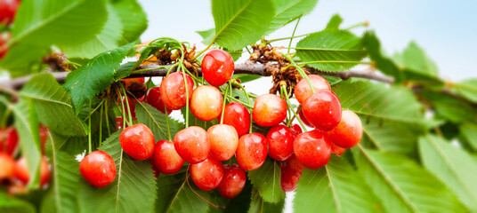 Obraz premium Rote Kirschen am Kirschenbaum