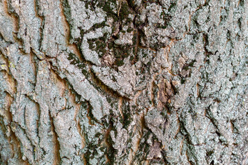 Tree Bark Texture Close Up. Texture is Useful as Background Image or as Overlay Image to Blend and to Extract Texture Only. 