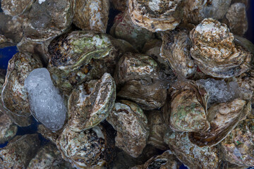 A pile of raw oyster and an oyster in a blue color bucket in a wet market. Raw oysters in the shell Close up of a pile of freshly cultivated oysters.