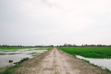 Obraz premium Walkway of rice paddies between rice paddies and paddy fields. The background mountain and bright blue sky with white clouds. country road in green rice field.
