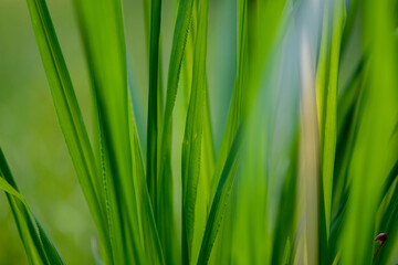 Fototapeta na wymiar Green grass background with blurred wind effect
