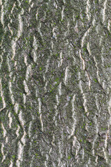 Fototapeta premium Tree Bark Texture Close Up. Texture is Useful as Background Image or as Overlay Image to Blend and to Extract Texture Only. 