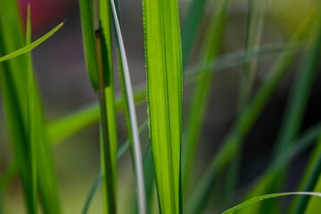 Green grass background with blurred wind effect
