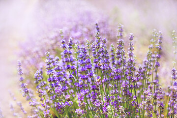 Naklejka premium Beautiful colorful Lavender on a field in Provence, France 