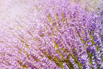 Obraz premium Beautiful colorful Lavender on a field in Provence, France 