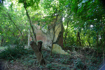 Ruinas Bosque 2
