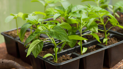 Fresh pepper vegetable sprouts in the garden in black plastic spots