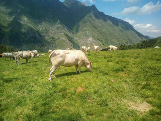 white cows grazing on grassy field in the mountain