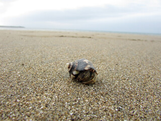 Hermit crab on the beach