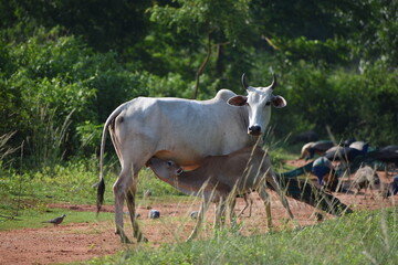 Cow Feeding Calf To Drink her Milk