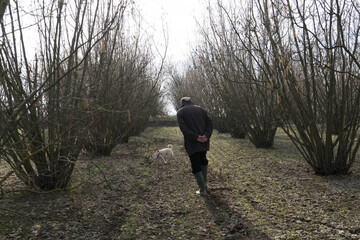 A young truffle dog in a hazel grove of the Langhe, Piedmony - Italy