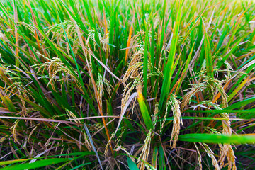 Rice farm - Rice field- Rice paddy, rice pants Rice paddy - Ubud, Bali, Indonesia