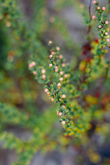 leavs and buds on branch