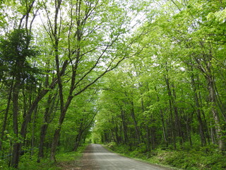 
The resort road in summer