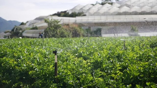 Group of rotating sprinkler spraying water in celery field. Agricultural irrigation system. Splashing droplet at plantation