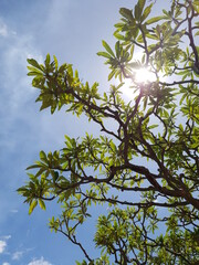 tree and sky