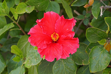 Hibiscus n flower