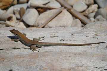 Italian Wall Lizard , Podarcis waglerianus or Podarcis siculus resting on a weathered piece of driftwood in the hot sun