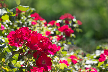 Red roses in the garden. Gardening background