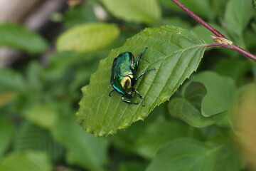 Macro photo of Cetonia aurata on a green leaf