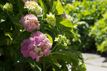 Pink Hydrangea flower  in a garden. Beautyful garden plants