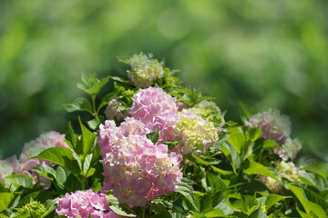 Pink Hydrangea flower  in a garden. Beautyful garden plants