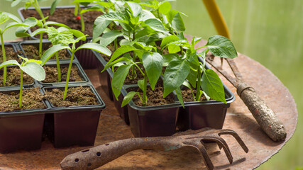 Fresh pepper vegetable sprouts in the garden in black plastic pots with old garden tools