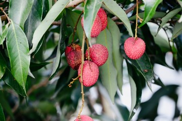 Lychee is the sole member of the genus Litchi in the soapberry family, Sapindaceae.