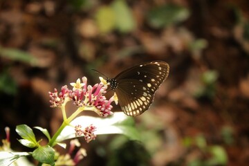 butterfly on flower